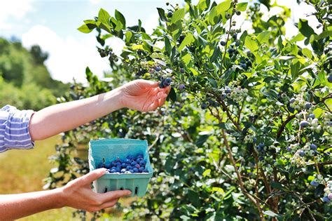 Blueberry Farms to Visit This Summer — Glens Falls Living