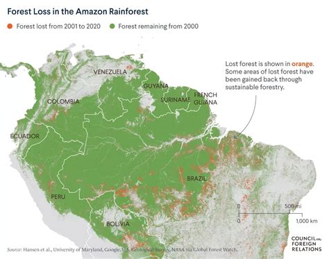 Ending Amazon Deforestation: The Future of the World’s largest Rainforest