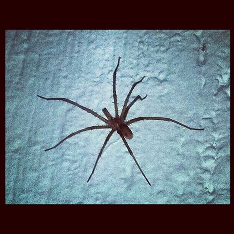 #nope #spider #arachnophobia | Flickr - Photo Sharing!