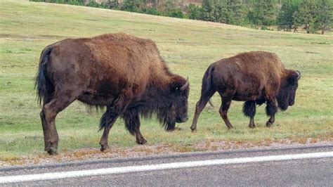 5 Reasons You Can't Miss Custer State Park (An Absolute Must See!) - The Roving Foley's