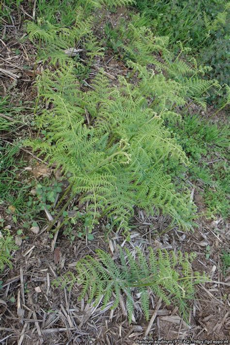 Pteridium aquilinum (PTEAQ)[Photos]| EPPO Global Database