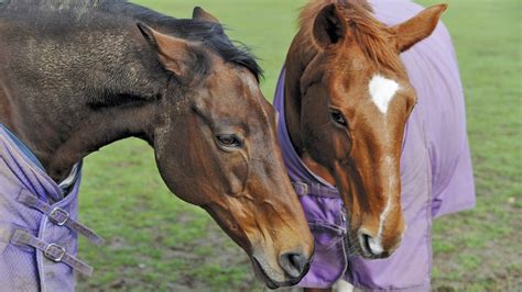 11 things you need to know about your horse’s ears - Horse & Hound