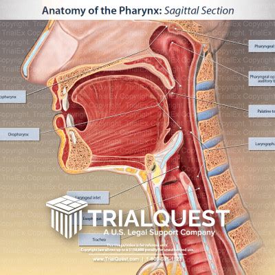 Anatomy Of The Pharynx Trialexhibits Inc | Free Hot Nude Porn Pic Gallery