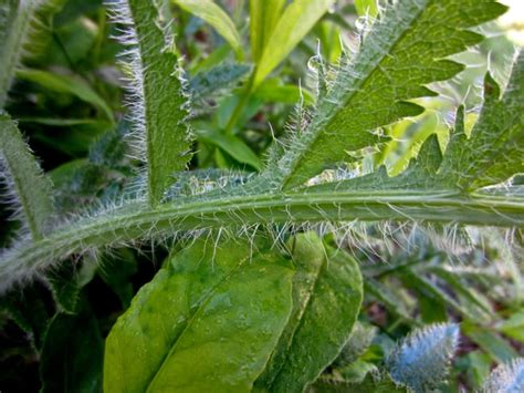 poppy leaf photo by narmaj on Garden Showcase