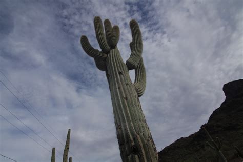 saguaro | ~filth~filler~ | Flickr