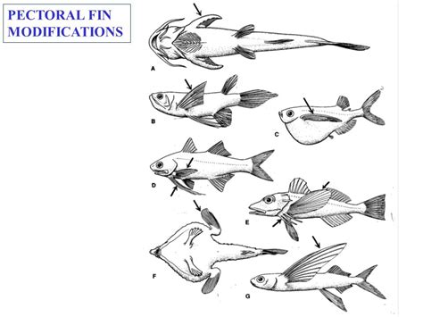 Koaw Illustrations Fish Identification Morphology, Anatomy,, 49% OFF