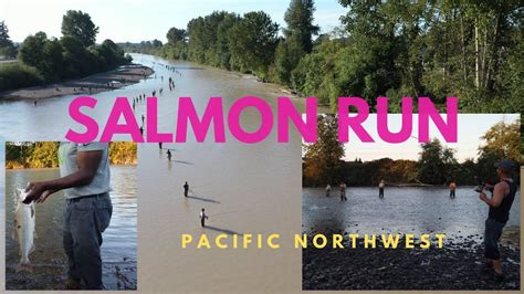 Salmon Season on the Puyallup River - See Salmon Run in Washington - YouTube