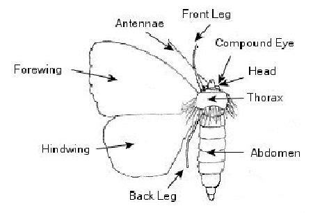 Pin by cas on moth husbandry