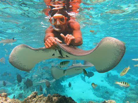 Snorkeling Guided Tour at Moorea Lagoonariumby Moorea Water Games - Far ...