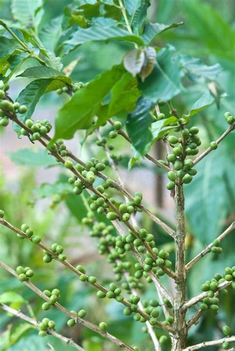 Arabica Coffee Plantation in Thailand Stock Photo - Image of bush, farm ...