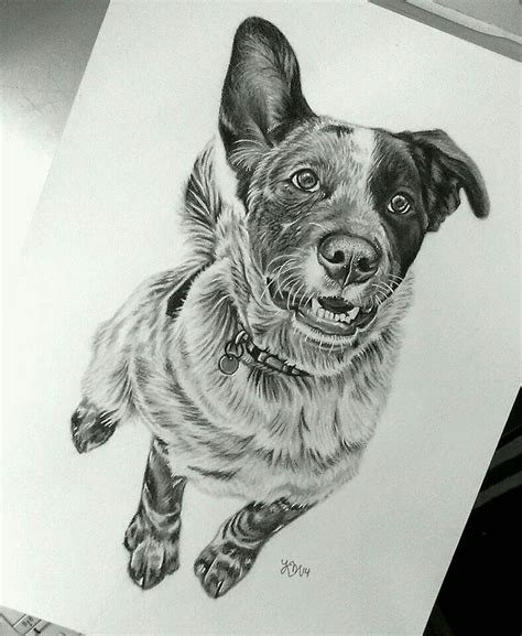 blue heeler dog drawings - joworinpocheaparthistory