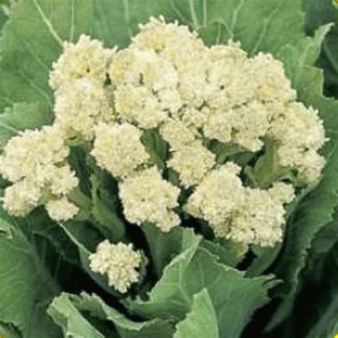 Broccoli Seeds - 'White Sprouting'