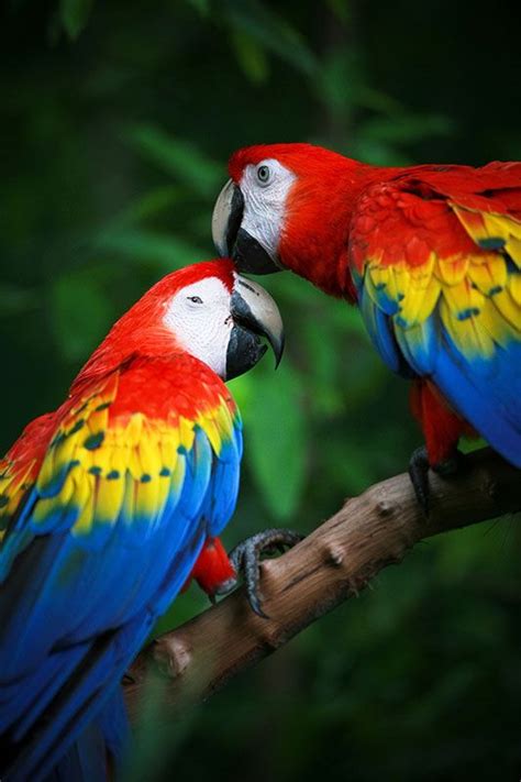 12 fotos espectaculares y coloridas de guacamayas | Fotos espectaculares, Fotos de aves ...