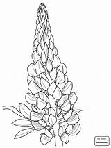 Bluebonnet Flower Coloring Page Printable Wildflower  Vrogueco sketch template