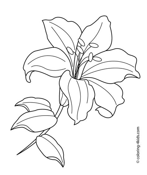 White Lily Flower Drawing at GetDrawings | Free download