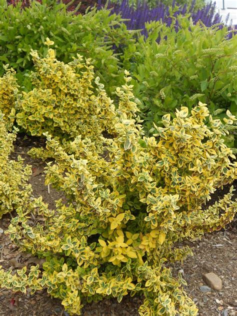 Euonymus fortunei 'Emerald 'n Gold' - Boething Treeland Farms