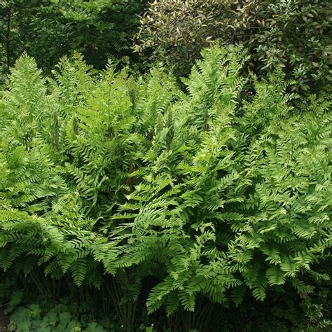 Buy royal fern Osmunda regalis: £6.99 Delivery by Crocus