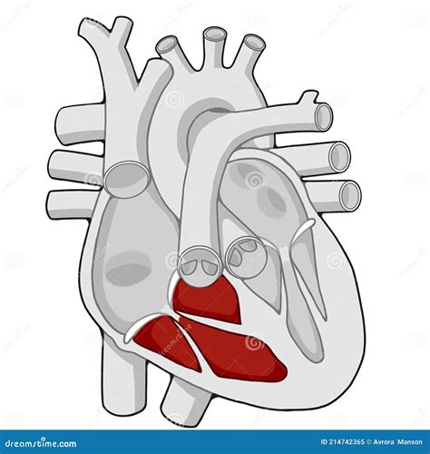 Right Ventricle Of The Heart With Human Body Royalty-Free Stock Image | CartoonDealer.com #174972196