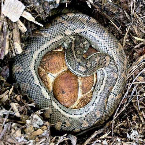 No, this snake isn’t hugging a bread roll - Australian Geographic