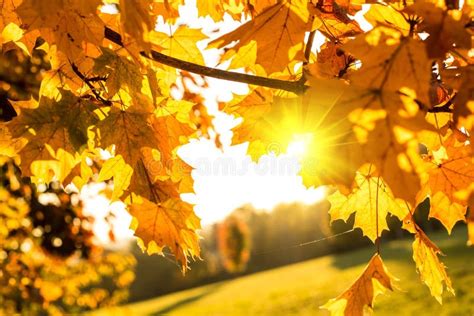 Golden autumn leaves stock photo. Image of bright, beautiful - 103357984