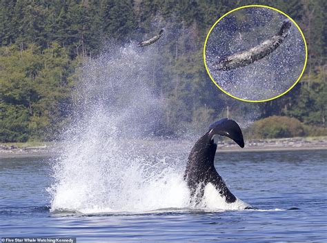 Killer whale uses tail to toss seal 40ft into the air in British Columbia | Daily Mail Online