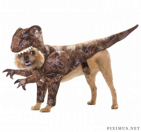 Incredible Dog Costumes Inspired by the Movies | Animals