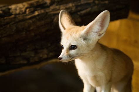 Fennec Fox Wallpapers HD Download