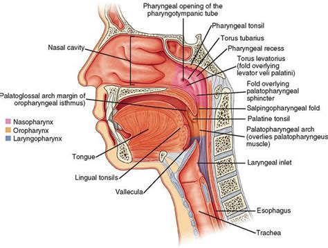 Image result for torus tubarius | Soft palate, Medicine studies, Medical school studying