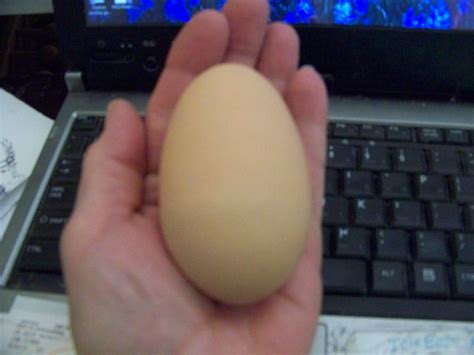 What chicken breed lays the biggest egg?