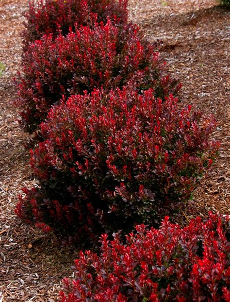 Pygmy Ruby™ Barberry | Shrubs for landscaping, Garden shrubs, Front ...