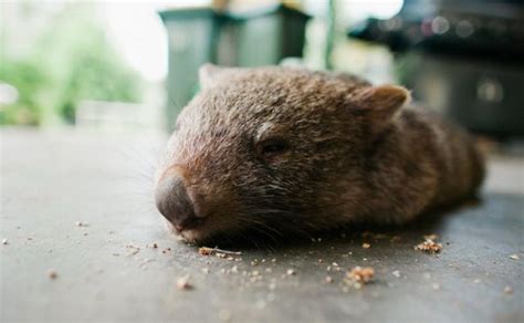 Pet Wombat | Animals