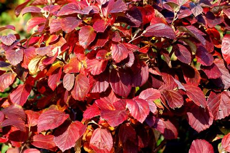 14 Best Shrubs for Fall Color