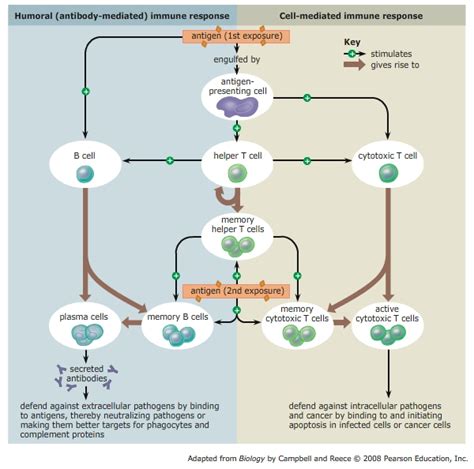 Immunology III. ADAPTIVE IMMUNE RESPONSE | The Amazing Medicine