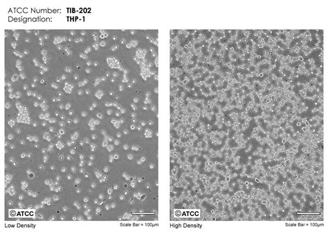 Standard Techniques for Cell Culture