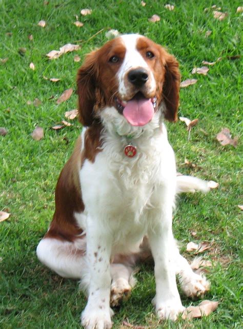 a brown and white dog sitting in the grass