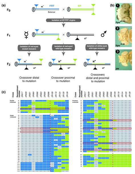 A universal method for automated gene mapping | Genome Biology | Full Text