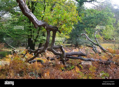 La scena del bosco di querce e faggi ,vivere e caduti nella nuova ...