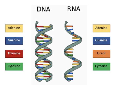 Comparing the Structures of DNA and RNA Practice | Biology Practice Problems | Study.com