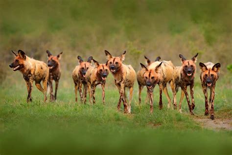 Are There Any African Wild Dog Predators?