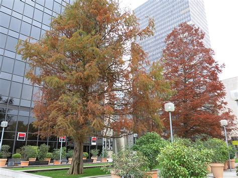 Bald Cypress: The State Tree of Louisiana - Owlcation