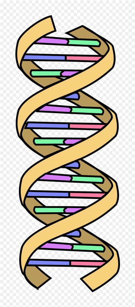 Dna String Multicolour Png - Double Helix PNG - FlyClipart