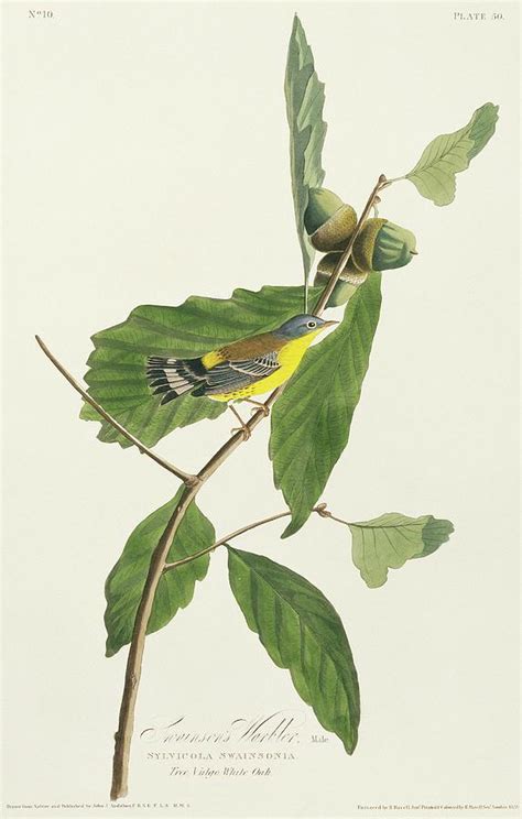 Magnolia Warbler Photograph by Natural History Museum, London/science ...