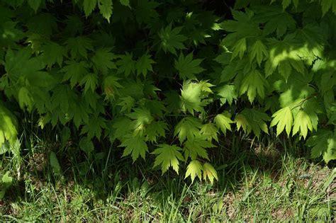 Korean Maple (Acer pseudosieboldianum): Care and Growing Guide