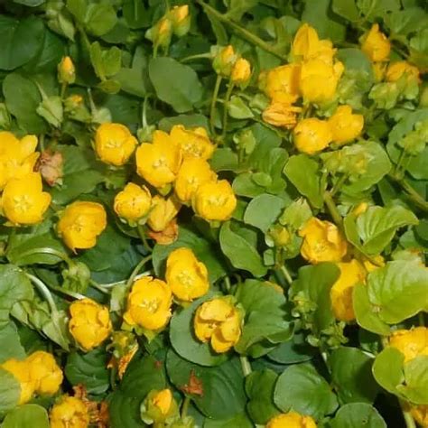 How to Plant & Grow Creeping Jenny (Lysimachia nummularia) - Pond Informer