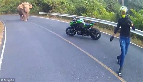 Thai biker has stand-off with an ELEPHANT in the middle of the road | Daily Mail Online