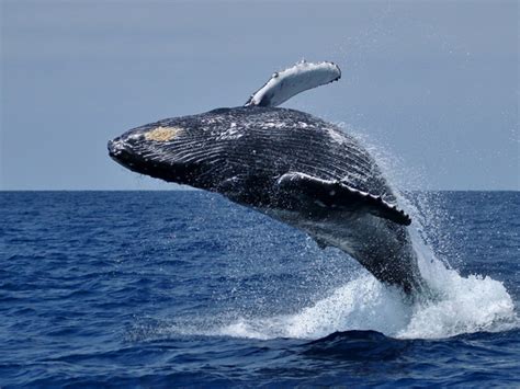 Whale Watching Tour From Hermanus - South Africa | experitour.com