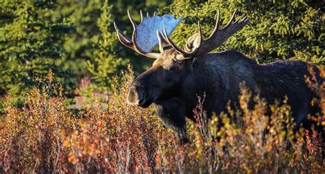 An Alaskan Wilderness Adventure | Travelwings