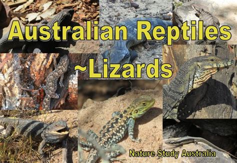 Australian Lizard Identification Cards