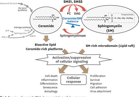 Figure 1 from Ceramide/Sphingomyelin Rheostat Regulated by ...