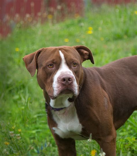 Shelter Dogs of Portland: "DROOLIUS CAESAR" handsome brown/white pitbull